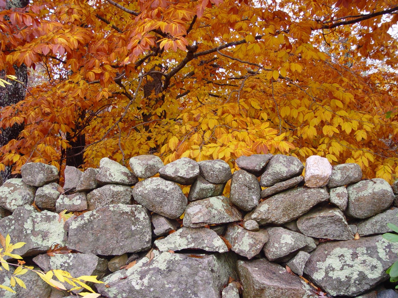 Arboretum View